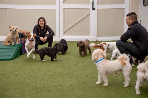 doggy daycare carmel|DOG DAYCARE